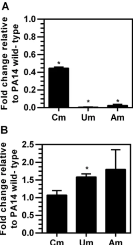 Figure 4. Purified PA14 TrmJ catalyzes Cm, Um and Am formation in total tRNA isolated from P