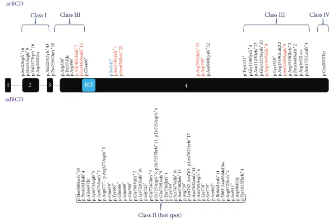 Figure 4: Schematic presentation of RP1 disease causing mutations. Disease causing mutations were represented based on the classification by Chen and coworkers [13]