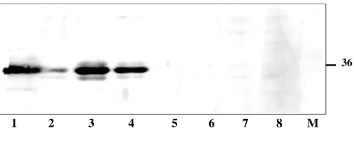 Figure 4 shows that annexin II message is expressed at a high level in PC-3 and DU-145 cells