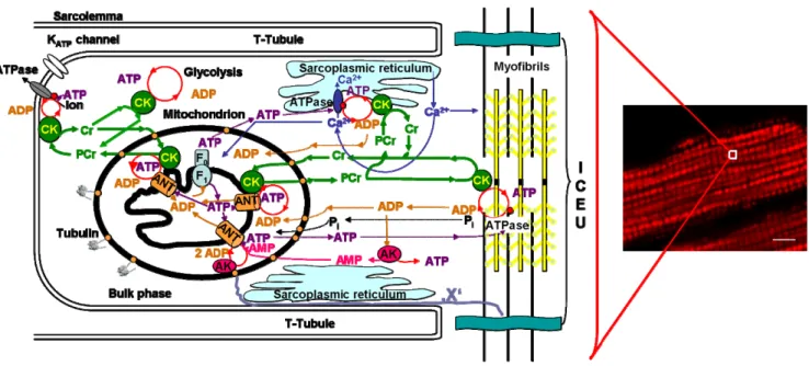 Figure 4. Organization of compartmentalized energy transfer and metabolism in cardiac  cells by intracellular energetic units (ICEU)