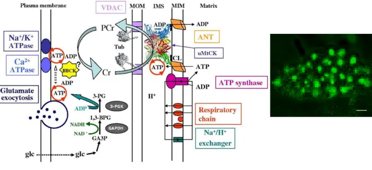 Figure 5. Energetics of brain synaptosomes. Sites of ATP production (mitochondrial  matrix) and sites of ATP consumption (ion transport across the plasma membrane and  vesicle trafficking for neurotransmitter uptake and release, e.g