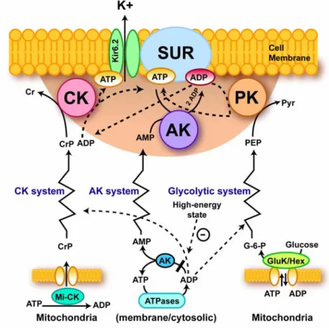 Figure 6. A paradigm of phosphotransfer-mediated energetic signaling: coupling cellular  metabolic and electrical activities