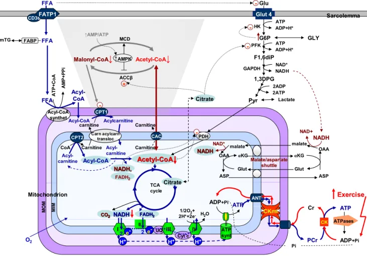 Figure 7. The scheme of substrate supply for mitochondrial respiration and the  mechanisms of feedback regulation of the fatty acid and glucose oxidation during workload  elevation in oxidative muscle cells: central role of TCA cycle intermediates