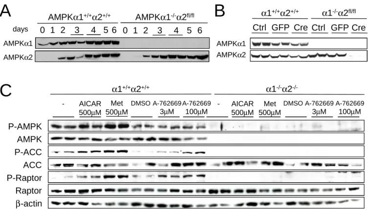 Figure 1ABDMSO A-7626693μMA-762669100μMα1+/+α2+/+ α 1 -/- α 2 -/-Met500μMAICAR500μM- DMSO A-7626693μM A-762669100μMMet500μMAICAR500μM-P-AMPKP-ACCAMPKACCβ-actinP-RaptorRaptorCAMPKα1AMPKα10 1 234 5 6AMPKα1-/-α2fl/flAMPKα1+/+α2+/+days0 1 234 5 6Ctrl GFP Creα1