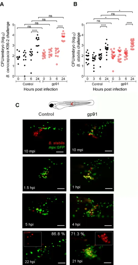 Fig 7. The absence of Gp91 results in increased bacterial burden and neutrophil persistence during subcutaneous infections