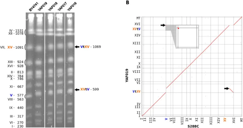 Fig 3. A non-reversible translocation between ADE2 and CAN1 genes. (A) PFGE karyotypes of 4 independent strains carrying the translocation (YAF016 to YAF019).