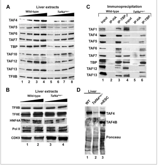 Figure 5. Expression and integrity of TFIID. (A and B) Expression of TBP and TAFs in liver nuclear extracts (10, 20,  30, 40 µg in A and 20 and 40 µg in B)