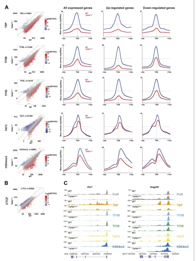 Figure 6. Defective pre-initiation complex formation. (A and B) Genomic occupancy of the indicated factors and of H3K4me3 in WT and Taf4a hep−/−   