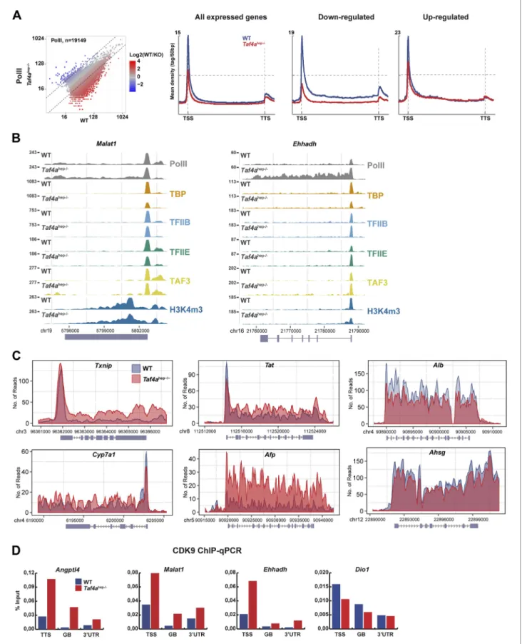 Figure 7. Changes in Pol II elongation. (A) Pol II genomic occupancy in WT and in Taf4a hep−/−  liver