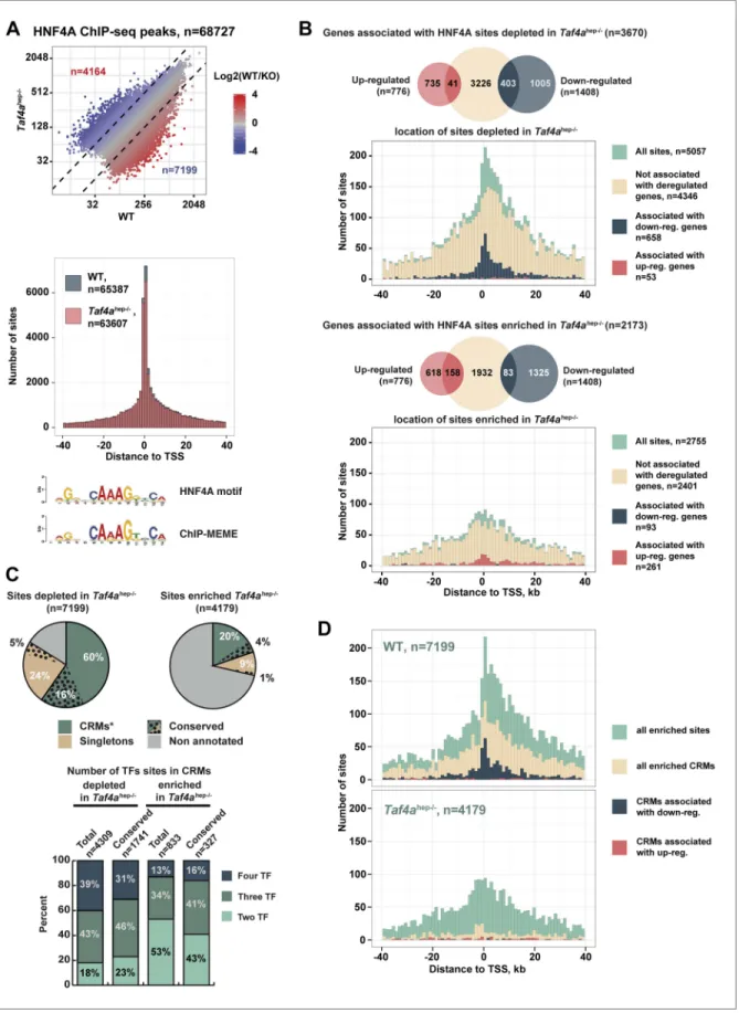 Figure 8. TAF4 is required to recruit HNF4A to functional CRMs. (A) Comparison of HNF4A ChIP-seq in WT and in Taf4a hep−/−  liver and location   of HNF4A occupied sites relative to the TSS