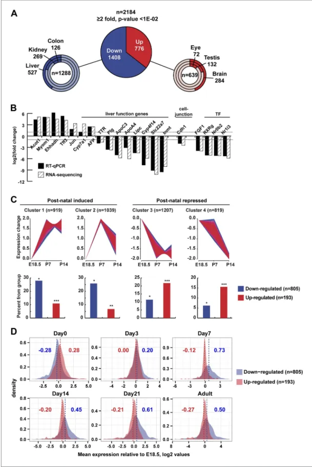 Figure 4. Gene expression. (A) Ontology of up- and down-regulated genes. (B) Comparison of gene expression  changes measured by RNA-seq and qPCR