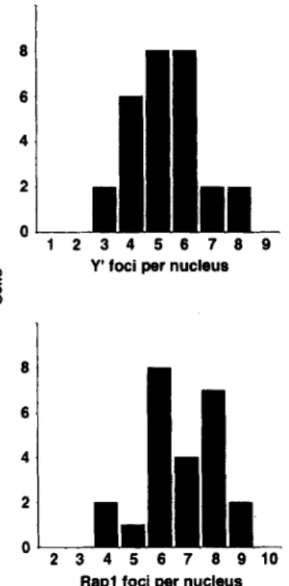 Figure 5.  Quantitation of Y' FISH loci and Rapl foci in yeast nu-  clei.  The  wild-type  diploid  RS453 was  labeled  with  either  anti-  Rapl  or a DIG-dUTP labeled  Y'  probe in separate experiments