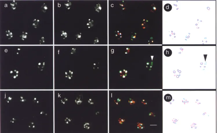 Figure  6.  Y'  FISH colocalizes with  Rapl,  Sir3p,  and  Sir4p  foci.  The  wild-type diploid  strain  RS453 was  subjected  to  immunofluores-  cence with  anti-Rapl  (b),  anti-Sir3p  (f) and anti-Sir4p  (k) antibodies which are detected by a Texas red