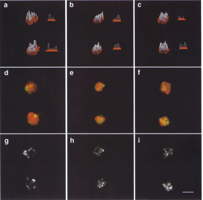 Figure  8.  Y'  in situ hybridization reveals a qualitatively altered pattern in  sir3  and  sir4  mutants