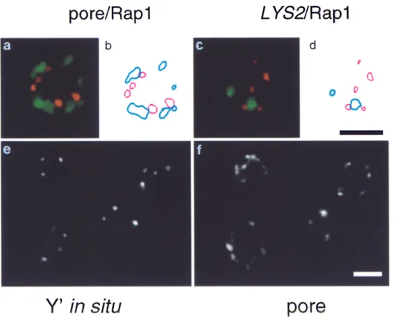 Figure  3.  Graphic  represen-  tation of fluorescence  signals  for  nuclear  pore/Rapl  and  L Y S 2 /   Rapl  colocalization,  and  nuclear pore staining  on  cells  subjected  to  FISH