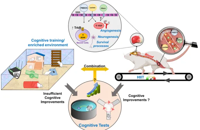 Figure 2. Overview of the influence of high-intensity interval training (HIIT) and cognitive training on neuroplasticity  and learning/memory performance in rodents with cerebral ischemia