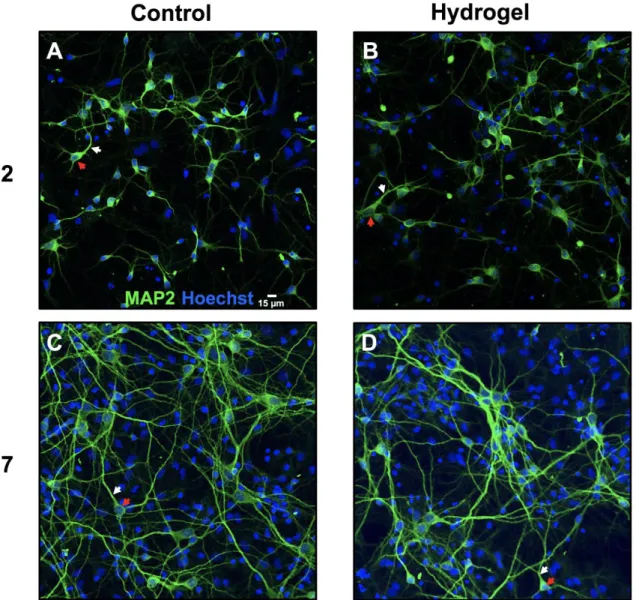 Figure  9.  Toxicity  evaluation  of  the  pentablock  copolymer  through  hippocampal  neuronal  cultures