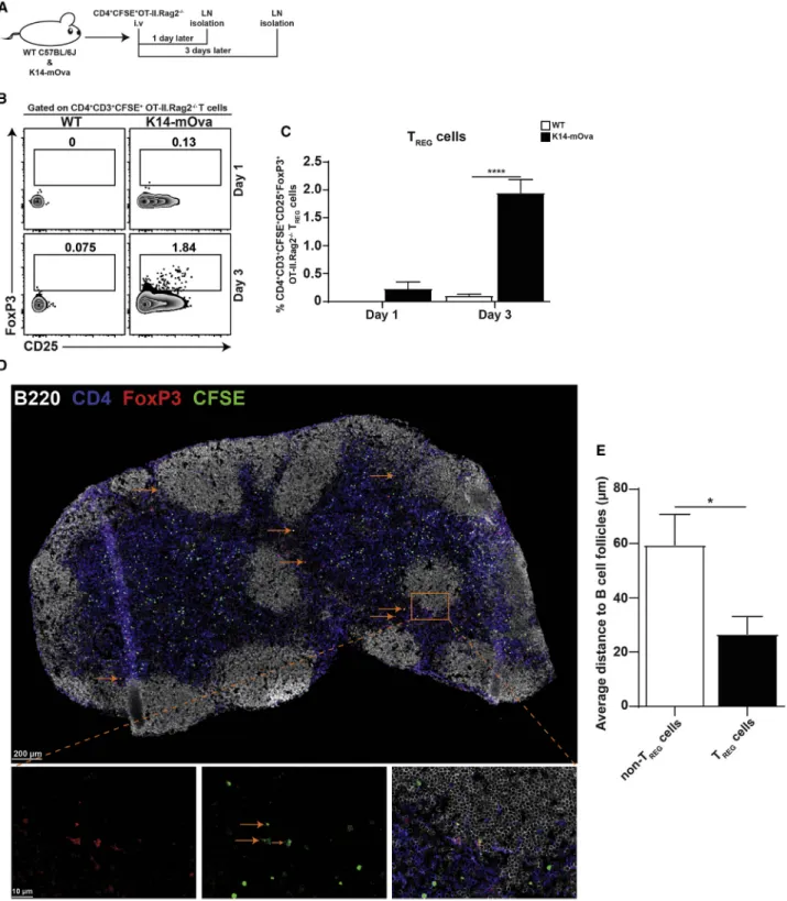 Figure 1. Antigen-Specific T REG Cell Conversion Occurs in the Lymph Nodes