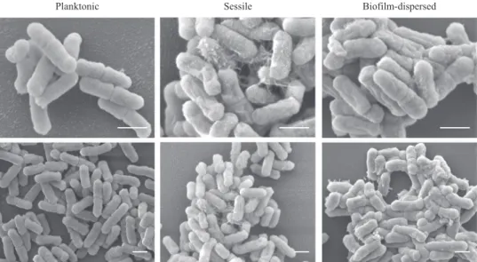 Fig. 2 Scanning electron microscopy (SEM) observations of K. pneumoniae planktonic and bio ﬁ lm-dispersed bacteria