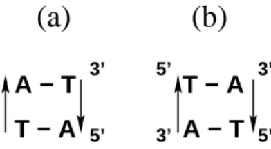 Figure 6. An example of base pair stacking in DNA showing why the orientation of the strands can lead to different stacking energies although they involve the same couple of base pairs