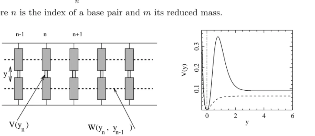 Figure 4. The nonlinear DNA model described by Hamiltonian (1). The right panel shows the Morse potential (dotted line) and the potential defined by Eq