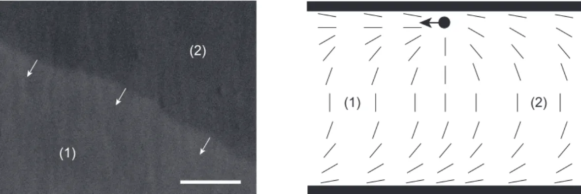 Figure 11. π-wall domain (2) invading a normal domain (1) in a parallel sample of 8CB of thickness 25 µm by propagation of a +1/2 surface disclination line