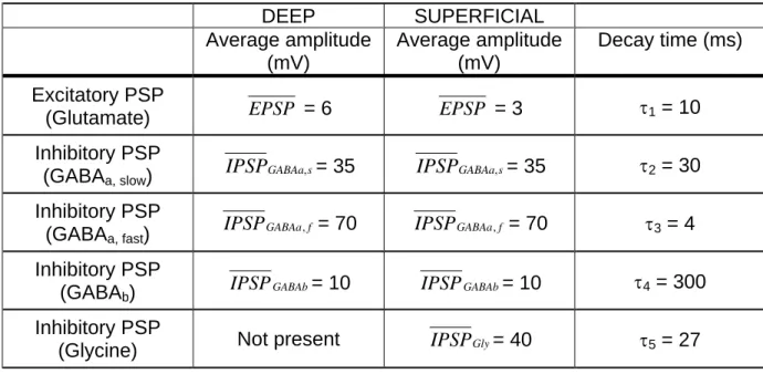 Table 1: Amplitude of average post-synaptic potentials (initial values for which normal  background activity is simulated) and decay time constants used in the model 