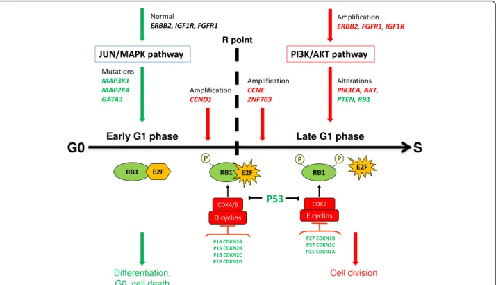 Figure 3 Hypothetical representation of opposite downstream effects of two signaling pathways on the G1 phase of the cell cycle in a breast tumor-initiating cell