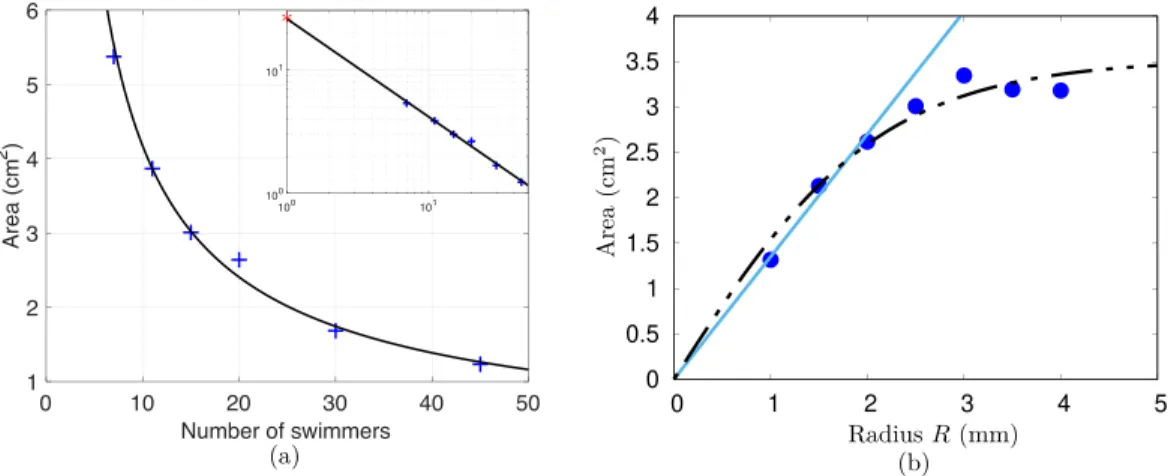 FIG. 6. (a) + : Measured depletion area A d as a function of the number of swimmers N (fixed radius R=2.5 mm)