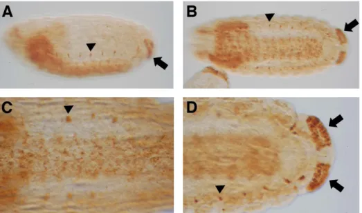 Figure 3. Ndae1 expression in mutants of the DV pathway. (A) dl 1 /dl 4 embryo. (B) Tl 10B embryo