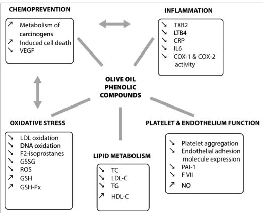 Fig. 2. Di ﬀ erent actions of olive oil phenolic compounds.
