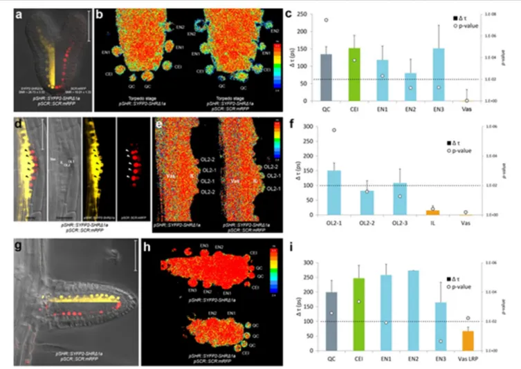FIGURE 4 | In vivo FRET-FLIM of SHR-SCR in embryos and lateral roots. (a) Early torpedo stage Arabidopsis embryo co-expressing pSHR::SYFP2-SHR11a and pSCR::SCR:mRFP, with signal-to-noise ratio (SNR) calculated from endodermal nuclear fluorescence signal