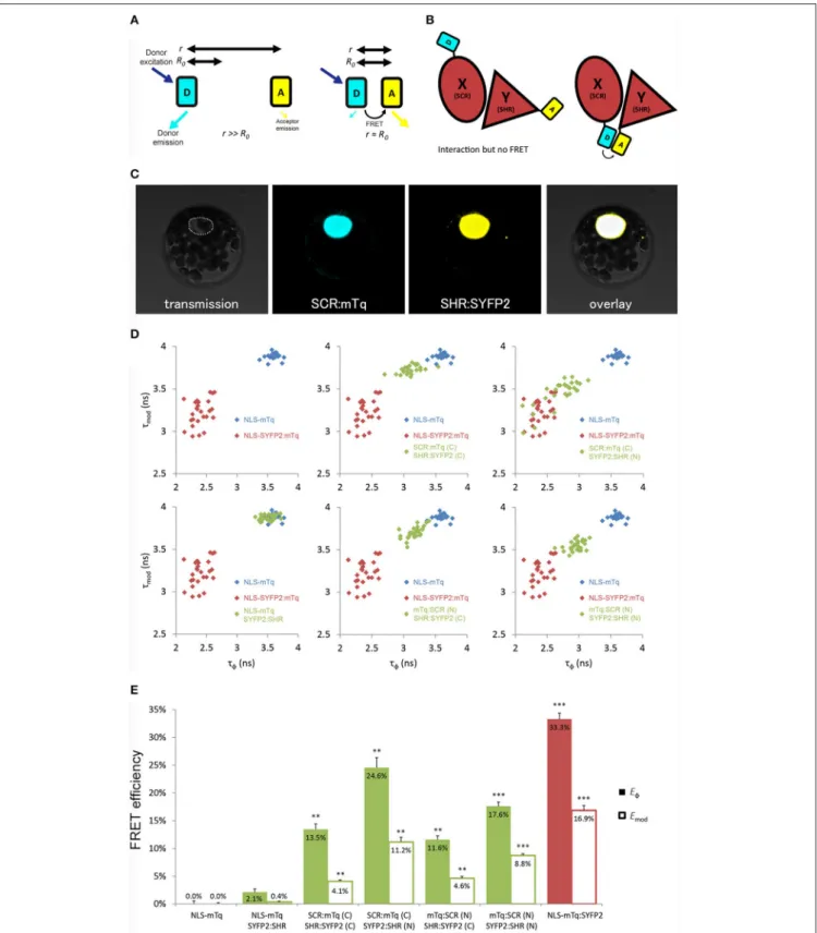 FIGURE 1 | Optimization of tagging orientation for FRET-FLIM detection. (A) Illustration of FRET principle