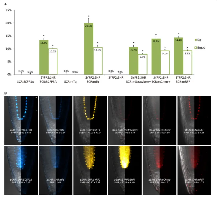 FIGURE 2 | Selection of an appropriate fluorescent protein pair for FRET-FLIM analysis