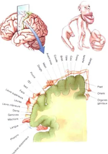 Figure 1.8:  Organisation  somatotopique  de  la  représentation  de  la  surface du  corps  au  niveau  du  cortex  somatosensoriel