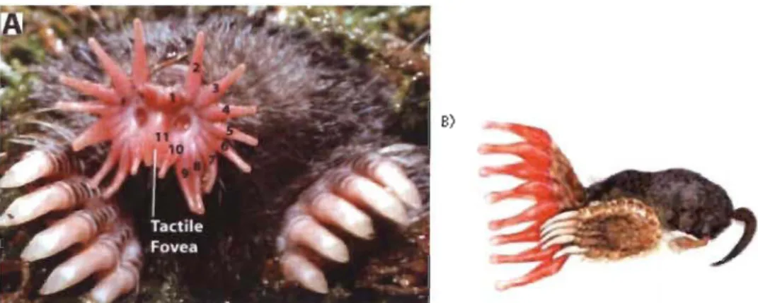 Figure 1.12 :  A) Condylure  étoilé  avec  ses  22  tentacules.  B) Condyluroculus,  représentation  corticale  du  corps  de  l'animal  (Catania  &amp;  Kaas,  1995)