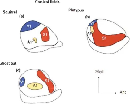 Figure  1.13 :  Organisation  des  différentes  aires  corticales  sensorielles  chez  trois mammifères