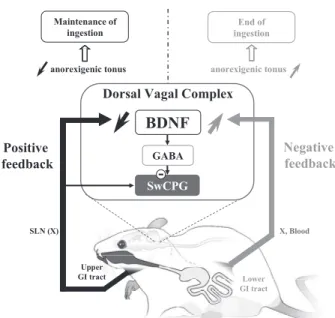 Fig. 8. Schematic view of BDNF acting in the DVC as a common integrator for both positive and negative feedback controlling the ingestive sequence