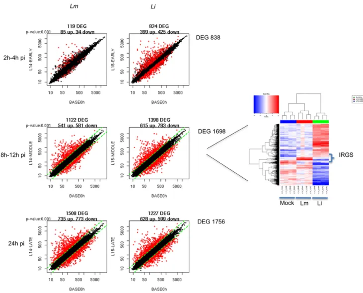 Figure 1. Differentially expressed genes induced by Listeria strains in DCs. Visualization by scatter plot analysis of the differentially expressed genes (DEGs) induced in D1 cells by L