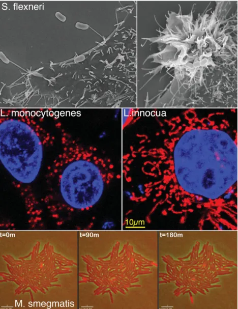Figure 1. Representative phenomena discussed at the meeting. Upper panels, scanning electron micrographs of invasive Shigella flexneri captured by NMEs (left) or inducing membrane ruffling during cell invasion (right); middle panels, fragmentation of mitoc