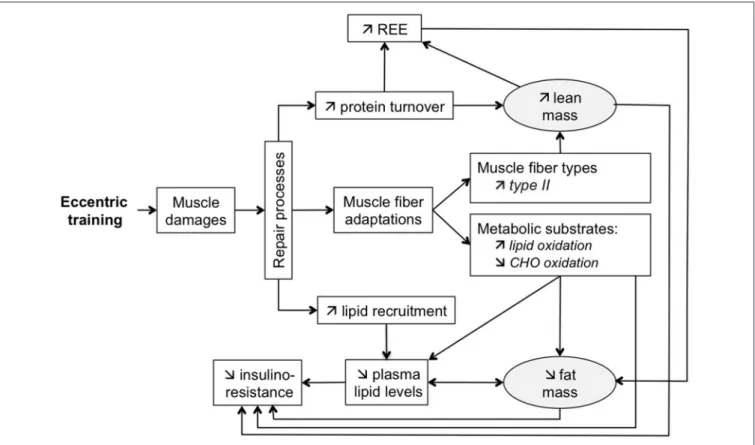 FIGURE 1 | Schematic representation of physiological and metabolic effects of ECC training and their relationship with body composition changes.