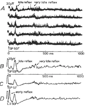 Figure 1.8:  Composantes  du  réflexe-A;  en  A,  l'activité  sympathique  enregistrée  au  niveau  du  rameau  blanc  lombaire  suite  à  des  stimulations  des  fibres  myélinisées  (nerf fibulaire  superficiel  (SP)  et  3 e  nerf  spinal  lombaire  (L3