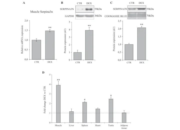 Figure 4 Dexamethasone increases Serpina3n expression in skeletal muscle and its secretion into circulation