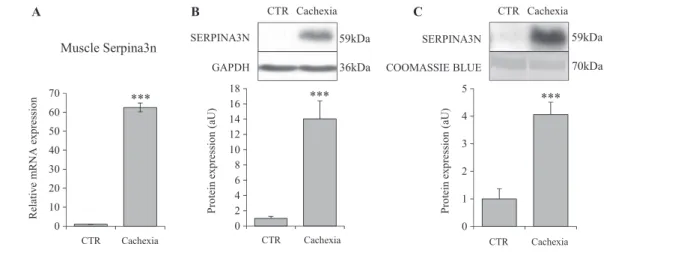 Figure 5 Cancer cachexia is associated with increased Serpina3n in skeletal muscle and in circulation