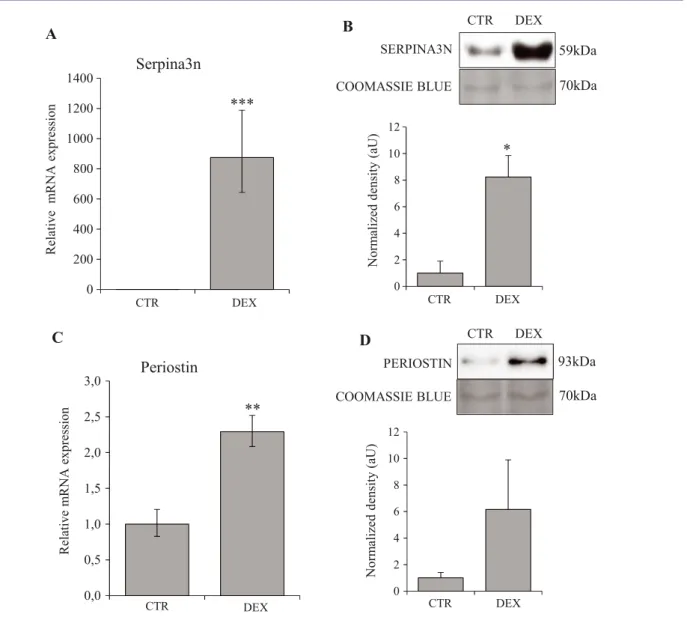 Figure 2 Dexamethasone stimulates Serpina3n and periostin expression and secretion by myotubes