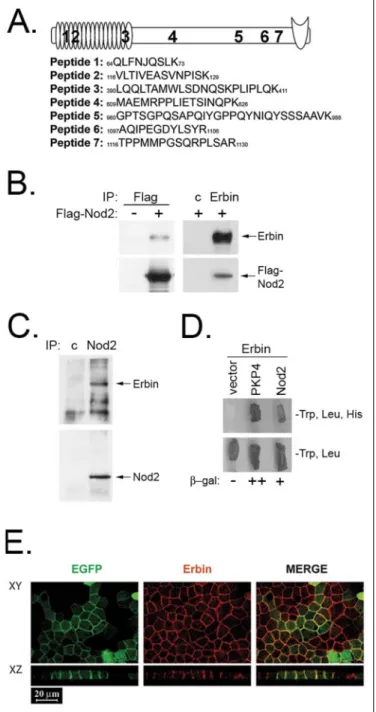 FIGURE 2. Erbin specifically interacts with Nod2. HEK293T cells were transiently trans- trans-fected with plasmids expressing HA-tagged Apaf-1, HA-tagged Nod1, HA-tagged Nod2, T7-tagged Ipaf, T7-tagged Cryopyrin, or empty HA tag or T7 tag vectors, along wi
