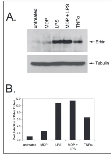 FIGURE 4. Interaction of Erbin with disease-associated Nod2 mutants. A, HEK293T cells were transiently transfected with HA-Nod2 expression constructs with the  indi-cated mutations and Myc-Erbin plasmid