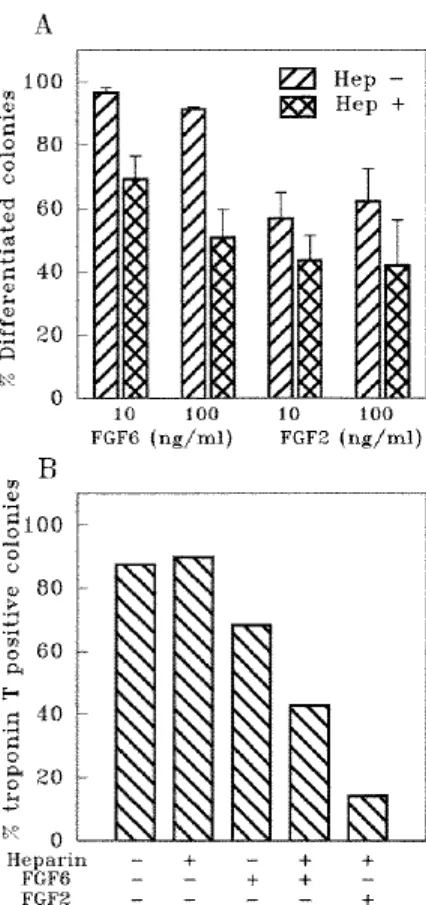 Fig. 8. Fgfr4 is expressed in C2 myoblasts and downregulated in myotubes. Total RNAs (10  µ g) were loaded in each lanes and analyzed by northern blot hybridization