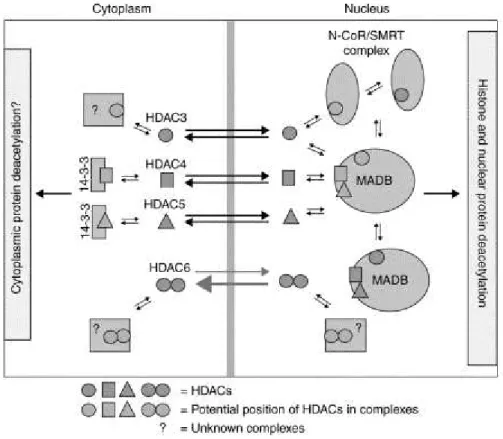 Fig. 2 . The specific function of a nuclear deacetylase complex might be dependent on the  presence  of  a  particular  combination  of  class  I  and  II  HDACs