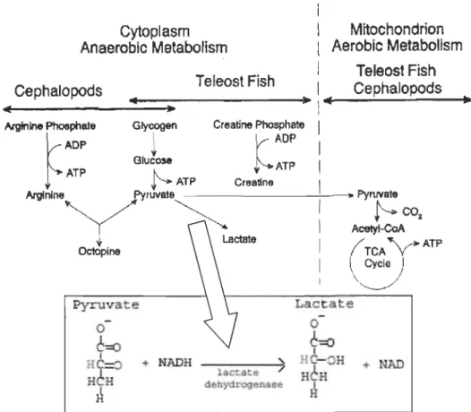Figure 1.1:  À  gauche,  métabolisme  anaérobique;  à  droite,  métabolisme aérobique;  en  bas, détail de la réaction impliquant la LDH (Tiré de Huss,  1995)